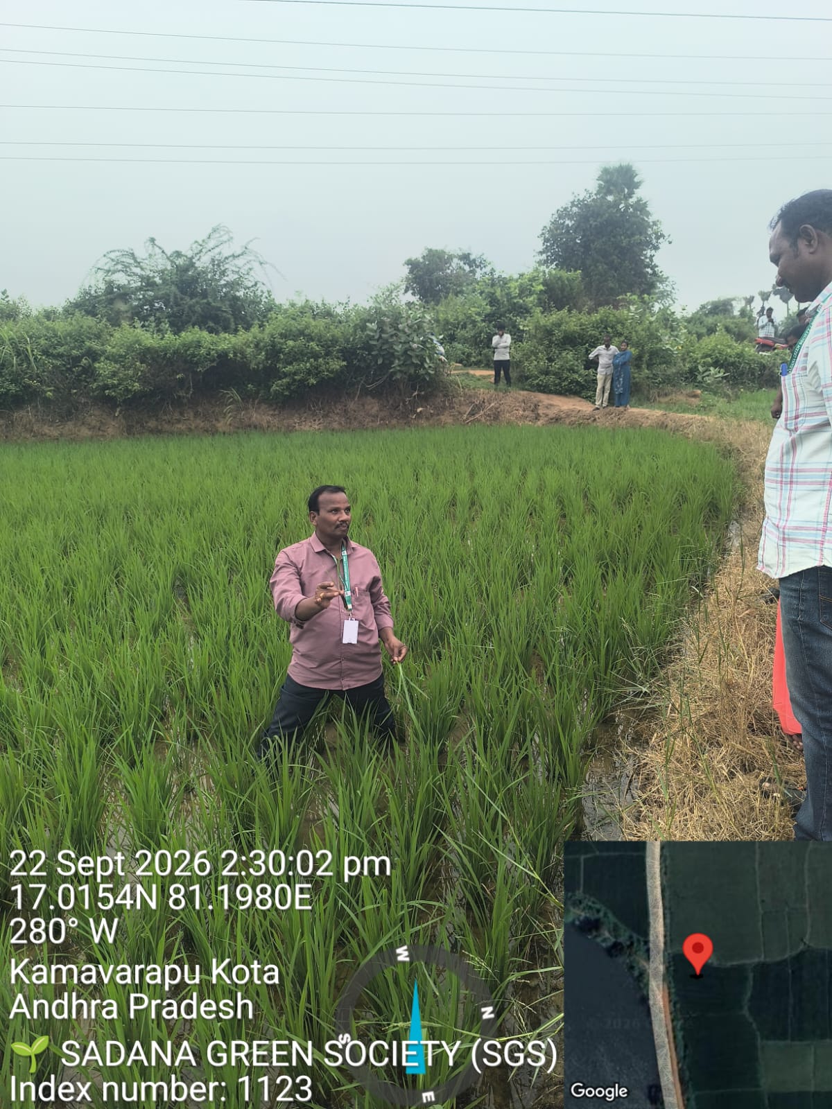 Paddy field being checked by a field worker